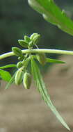 Image of marijuana