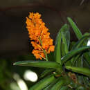 Image of Vanda garayi (Christenson) L. M. Gardiner