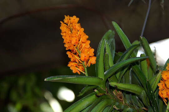 Plancia ëd Vanda garayi (Christenson) L. M. Gardiner