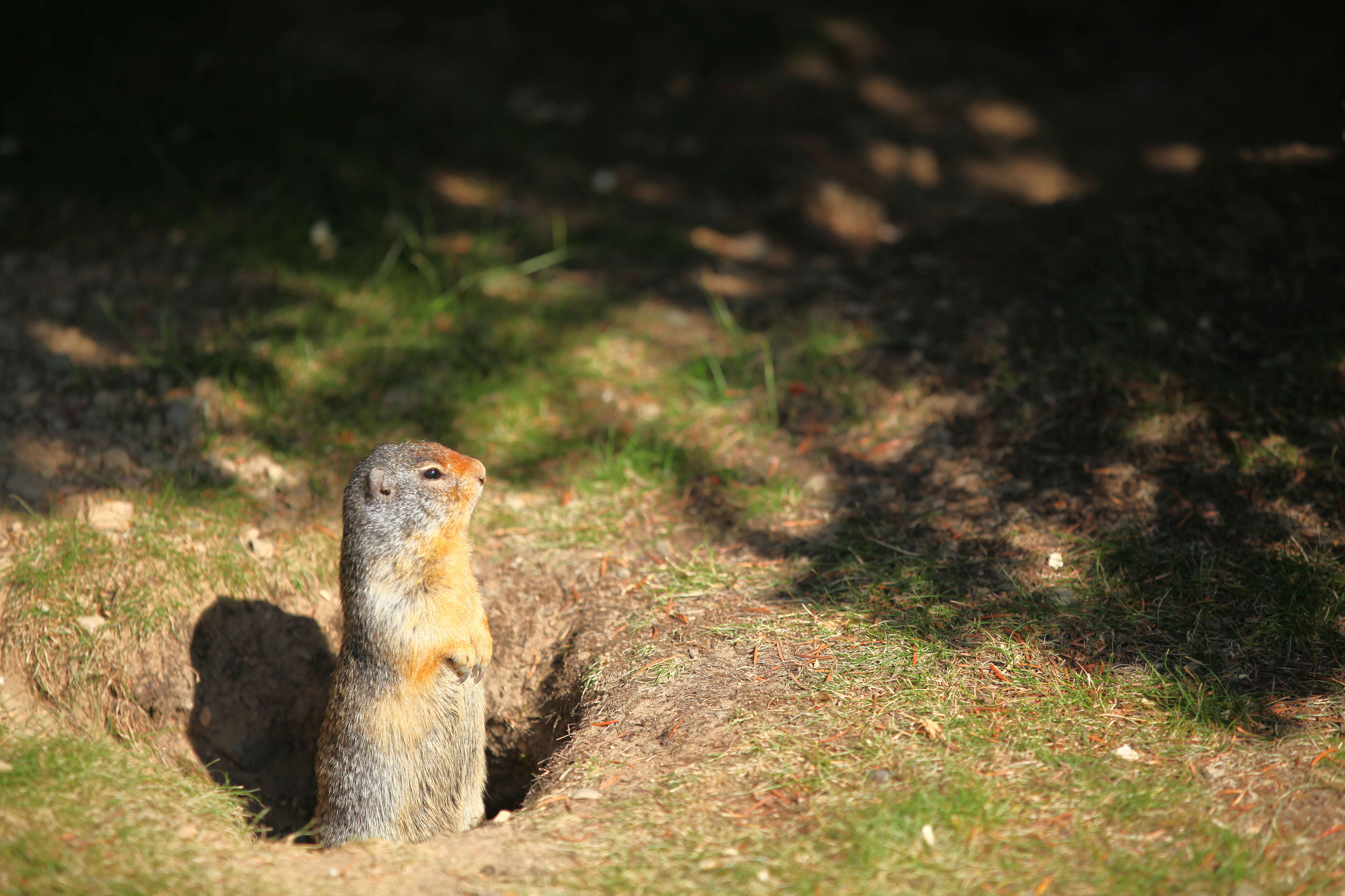 Image of Columbian ground squirrel