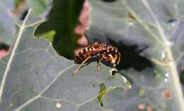 Image of Common wasp