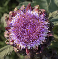 Image of cardoon