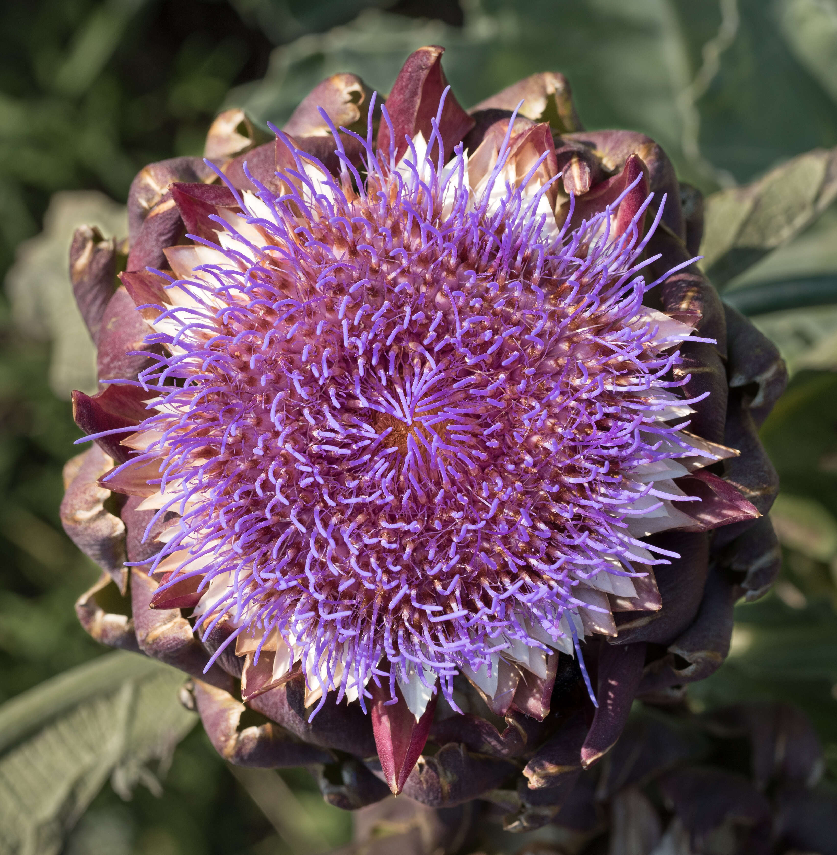 Image of cardoon