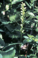 Image of Frog orchid