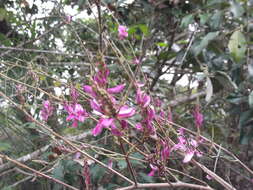 Image de Indigofera cassioides DC.