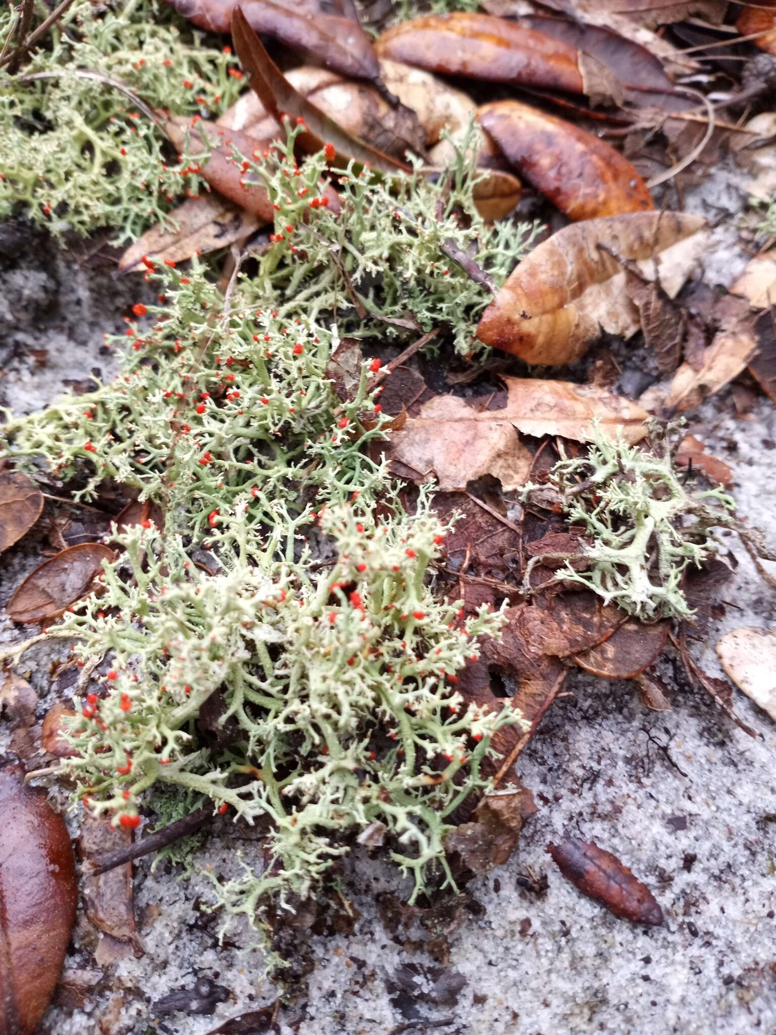 Image of cup lichen