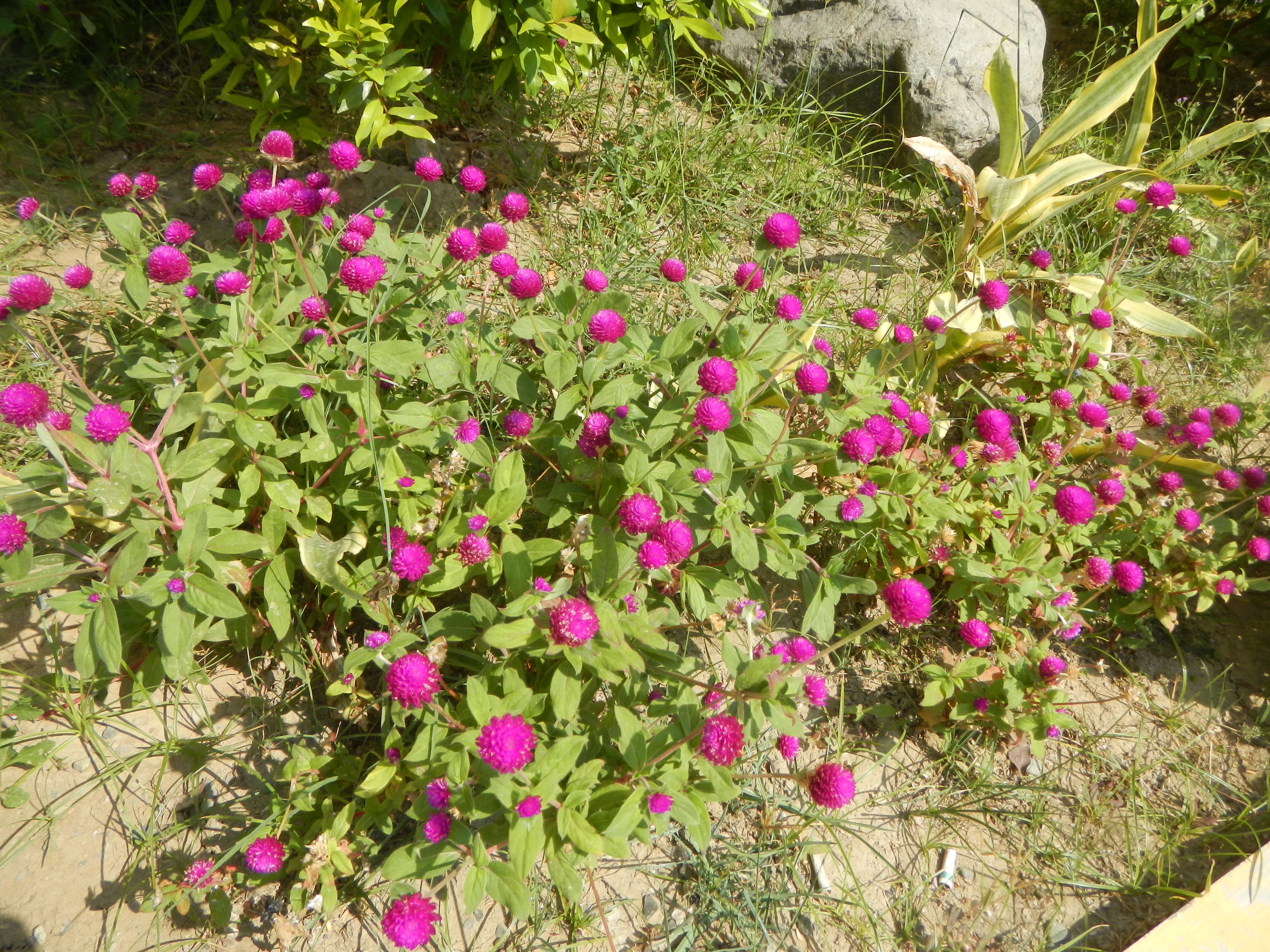 Image of globe amaranth