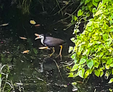 Image of White-breasted Waterhen