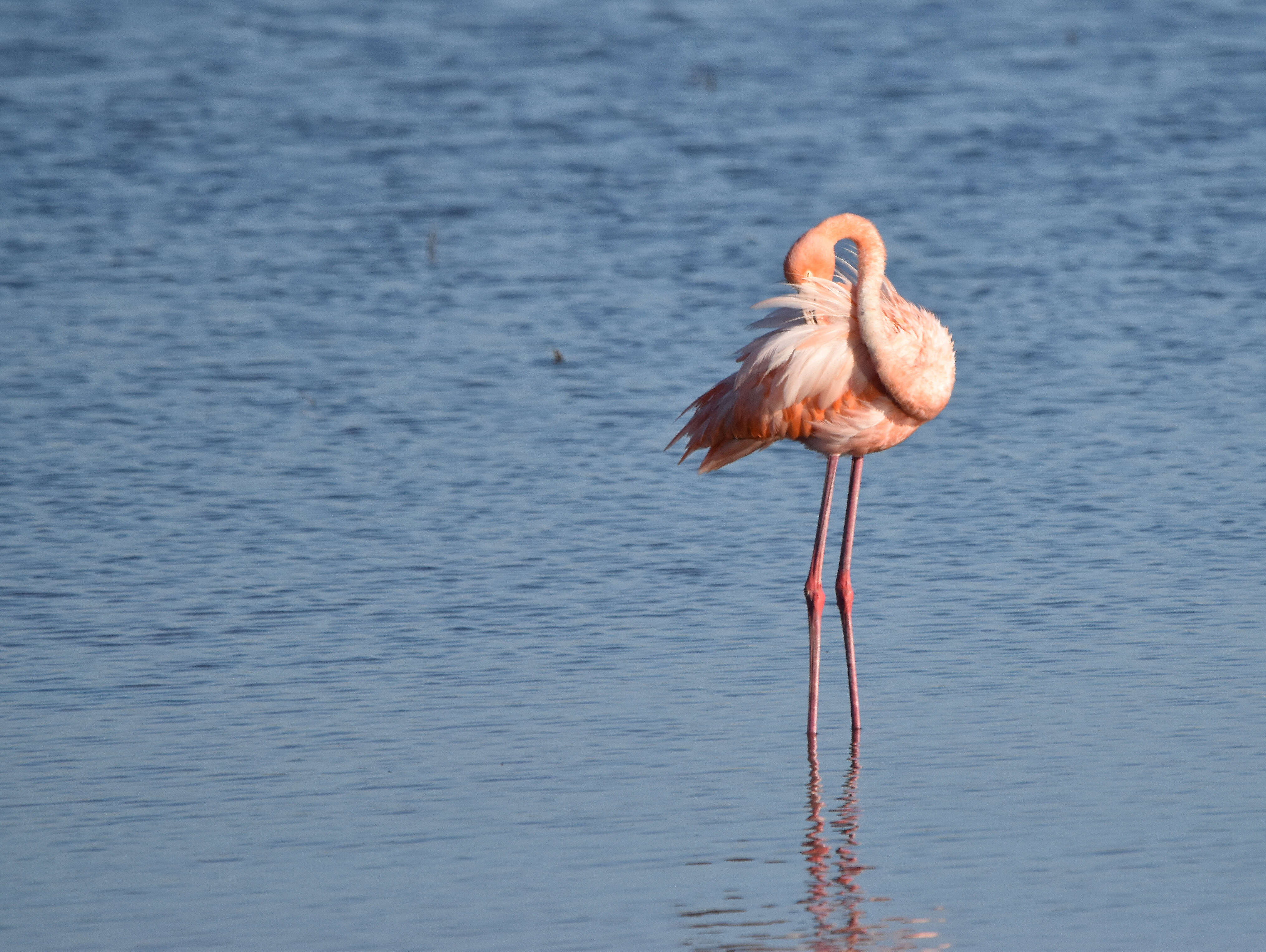 Imagem de Phoenicopterus ruber Linnaeus 1758