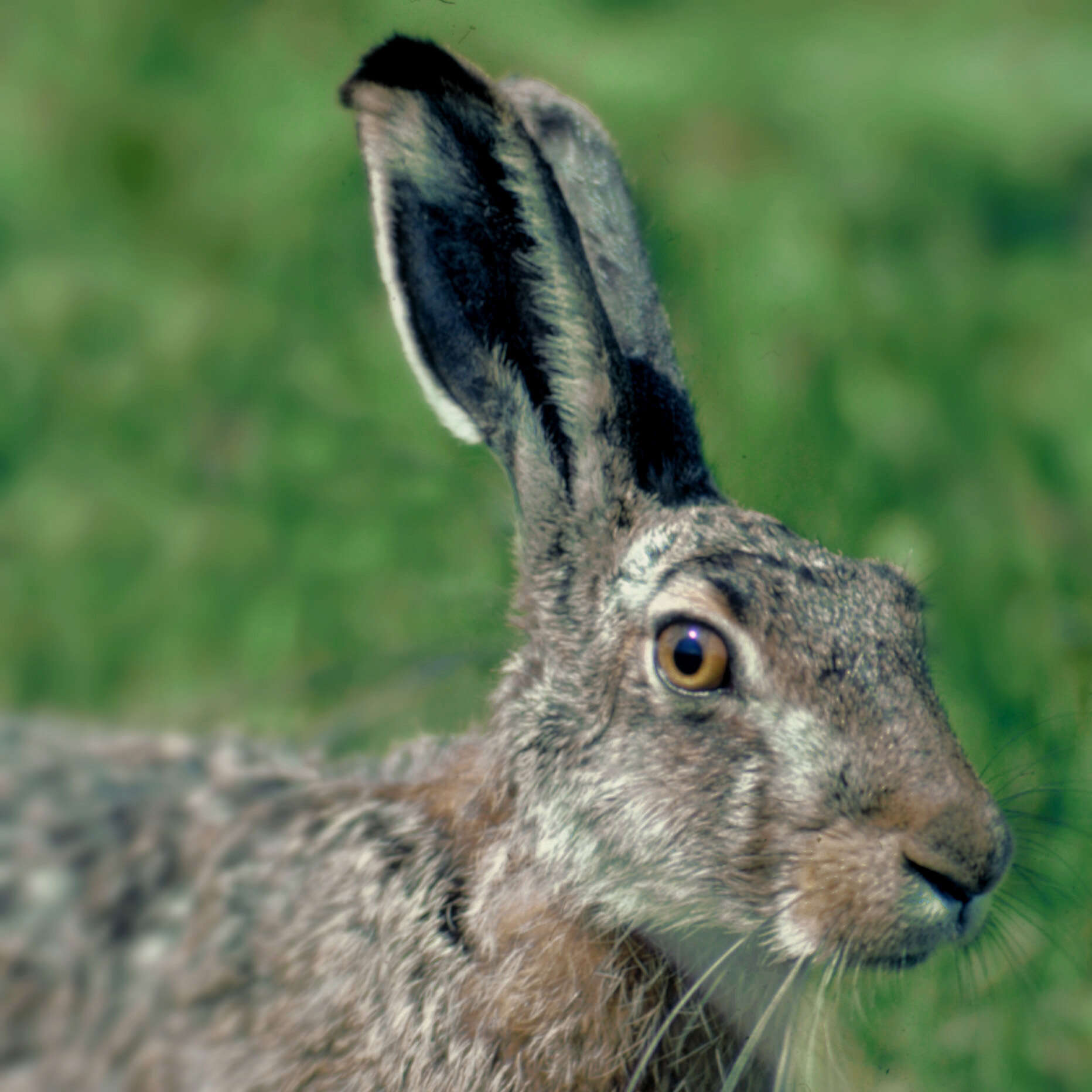 Image of brown hare, european hare