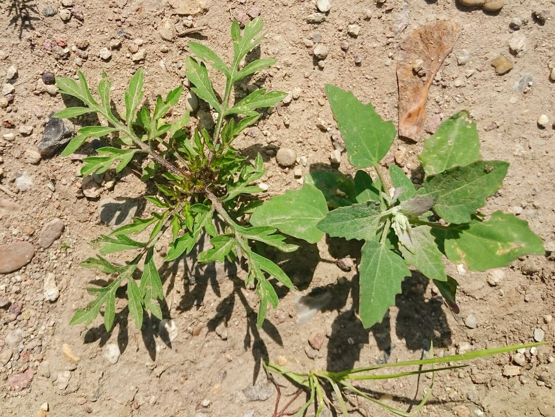 Image of annual ragweed