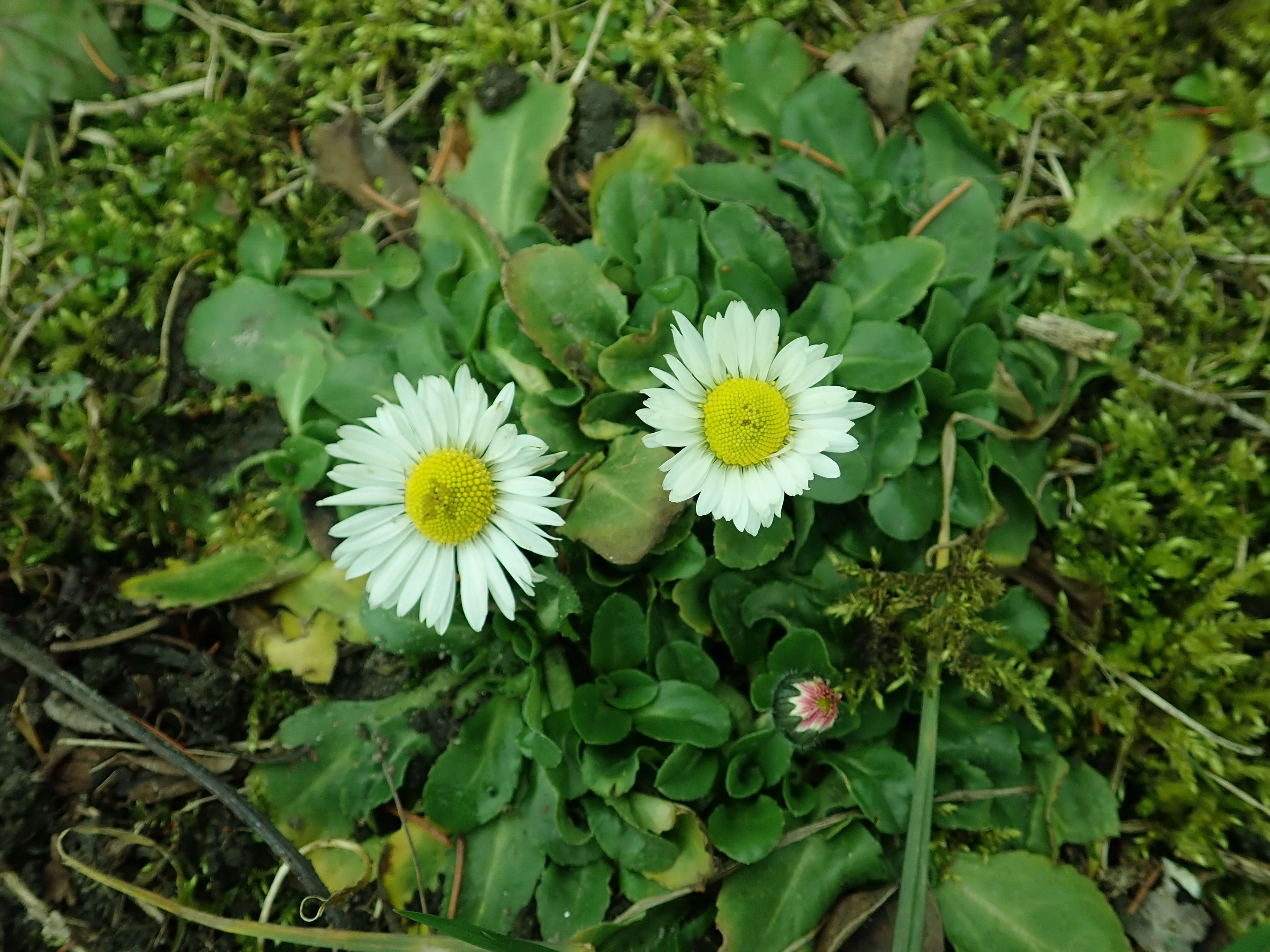 Image of Daisy