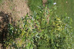 Image of Zanthoxylum armatum DC.