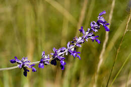 Image of mealycup sage