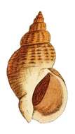 Image of Common whelk