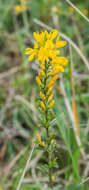 Imagem de Genista pilosa L.