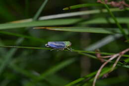 Image of Cicadella viridis (Linnaeus 1758)