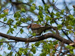 Image of Fieldfare