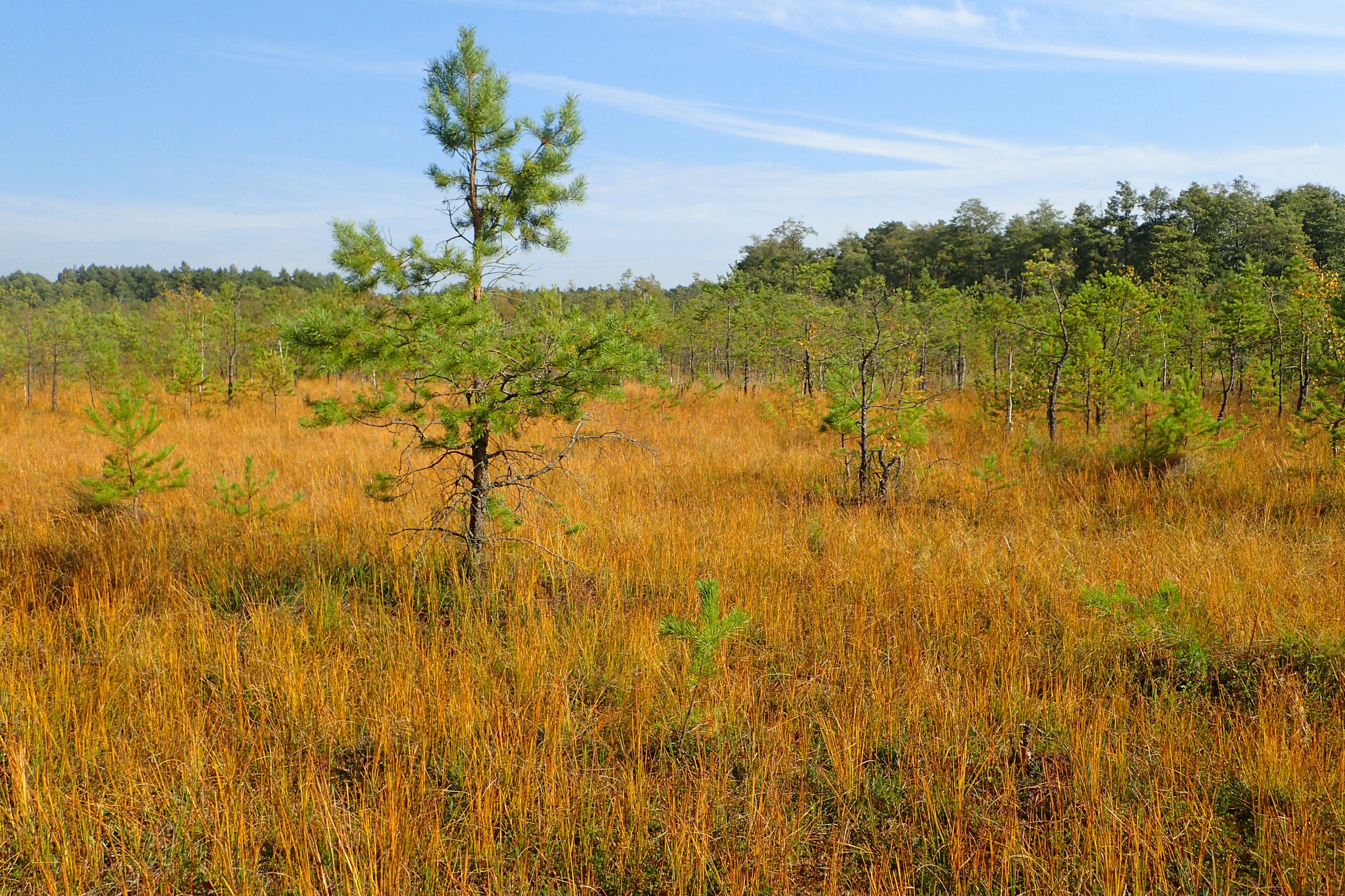 Plancia ëd Rhynchospora alba (L.) Vahl