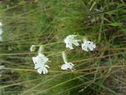 Слика од Silene dichotoma Ehrh.