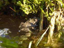 Image of Yellow–bellied Toad