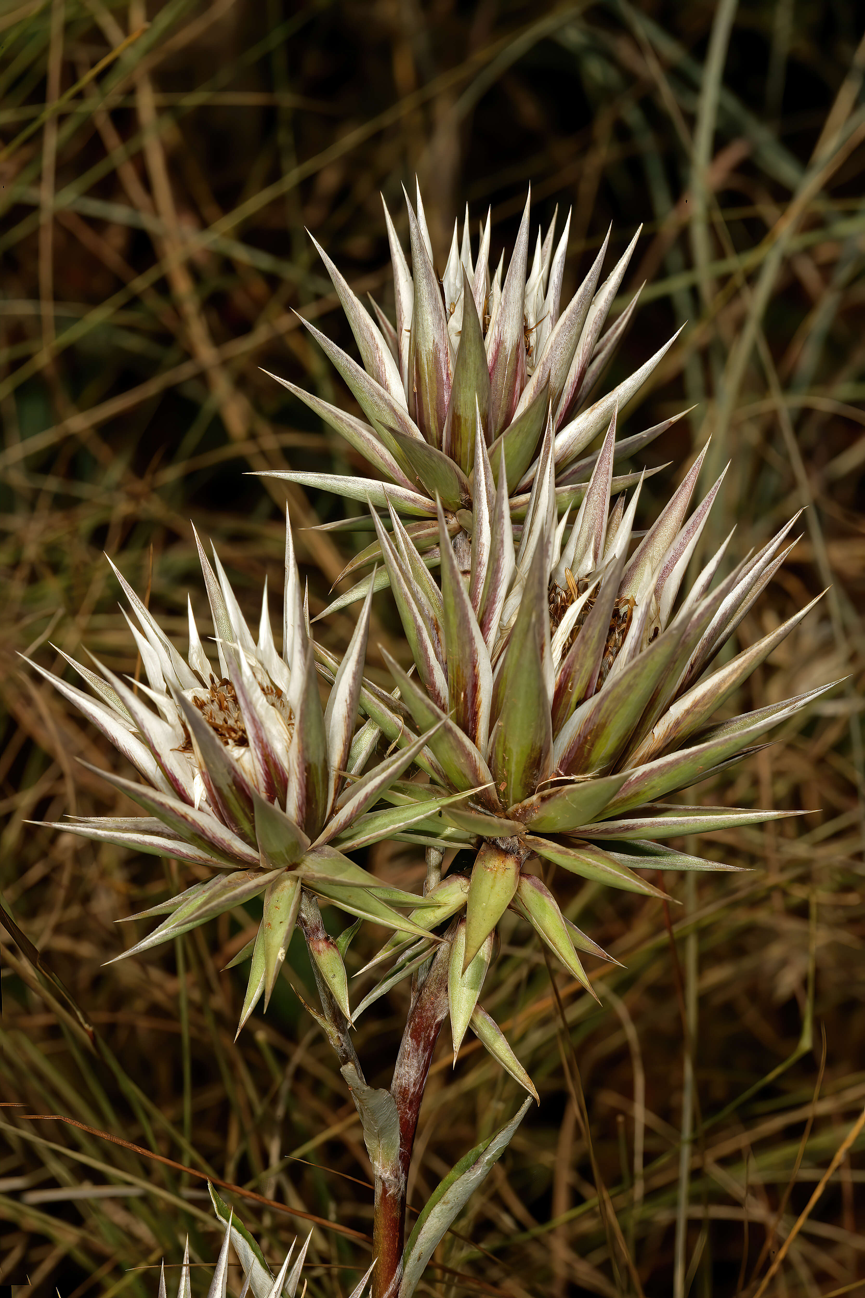 Image of Macledium zeyheri (Sond.) S. Ortiz