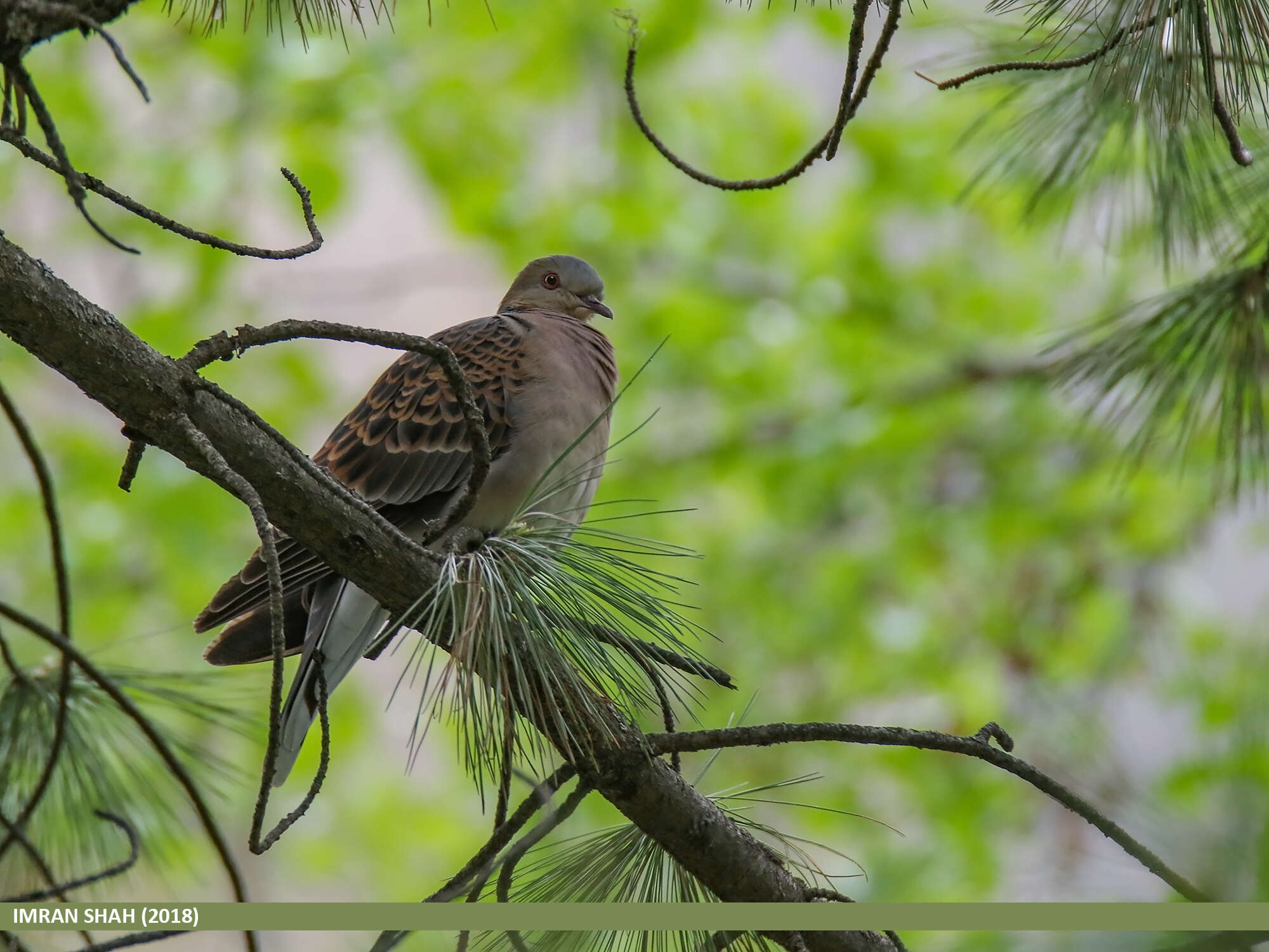 Image of Oriental Turtle Dove