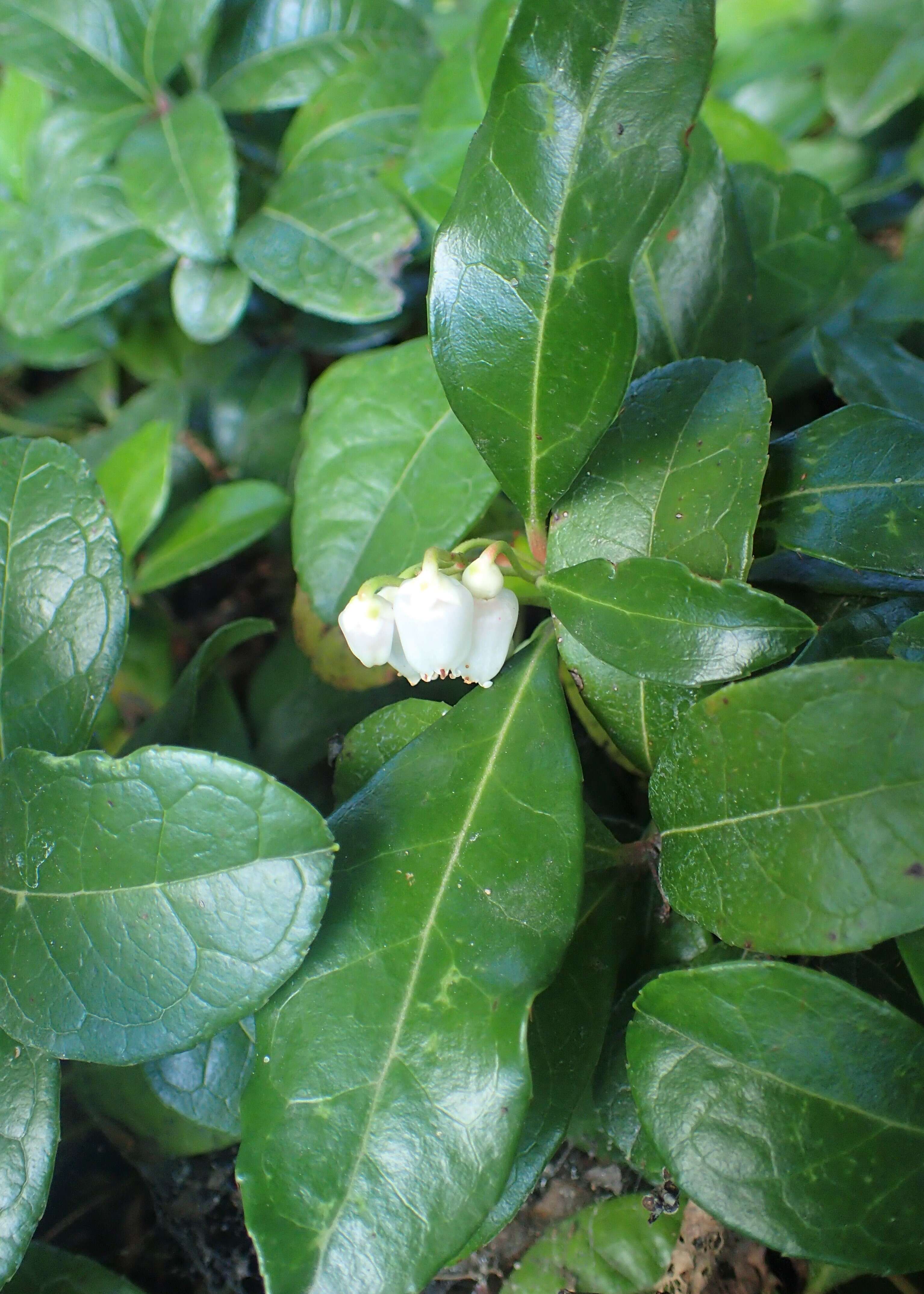 Image of eastern teaberry