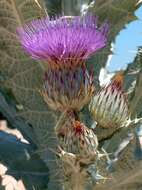 Image of Moor's Cotton Thistle