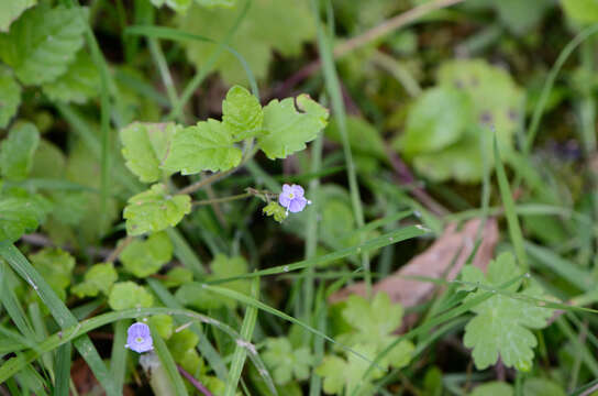 Image of Wood speedwell