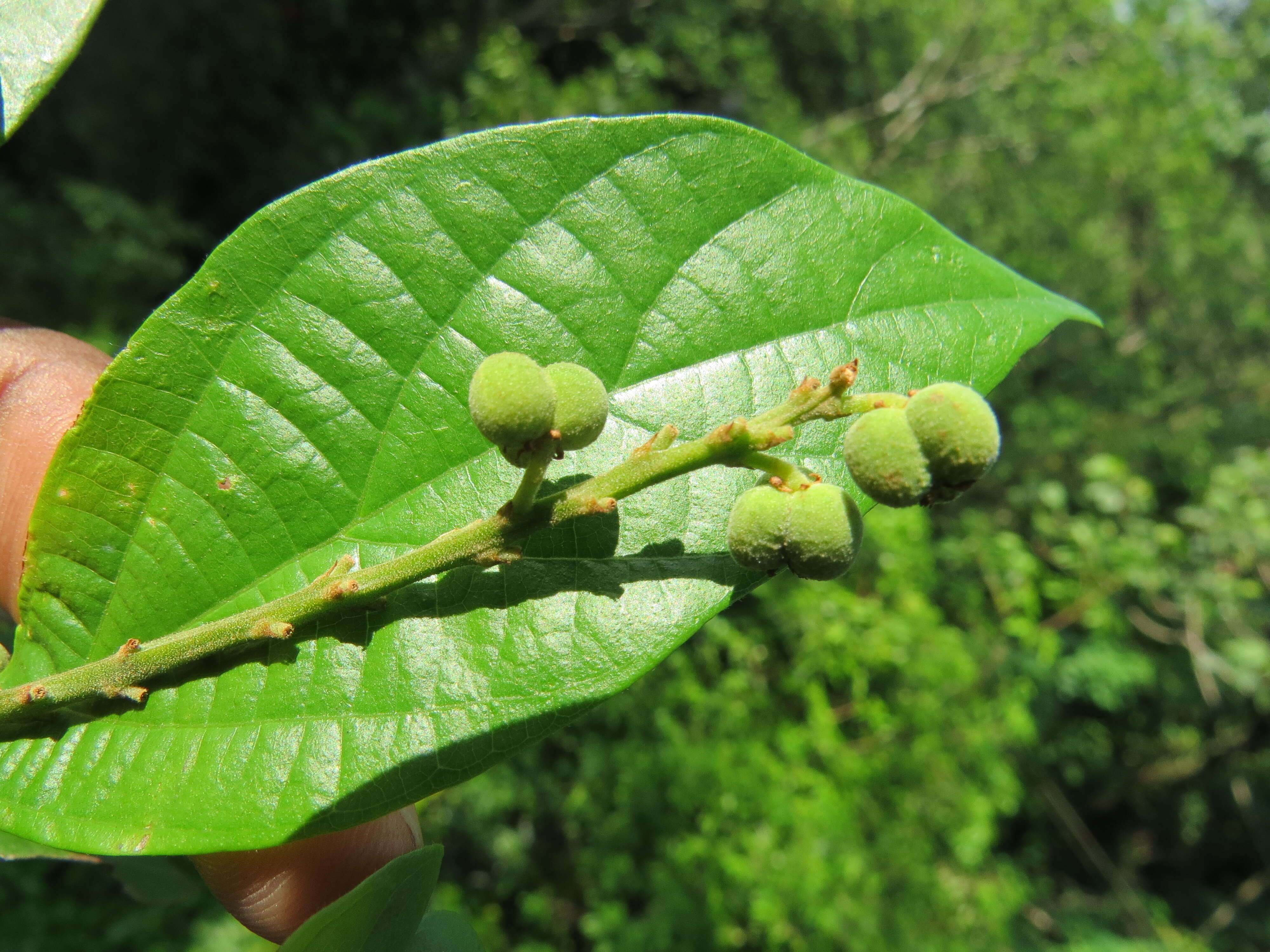 Image of Mallotus rhamnifolius (Willd.) Müll. Arg.