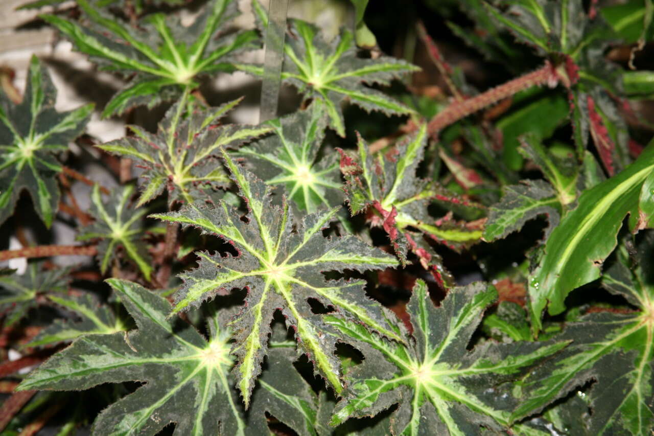 Image of starleaf begonia