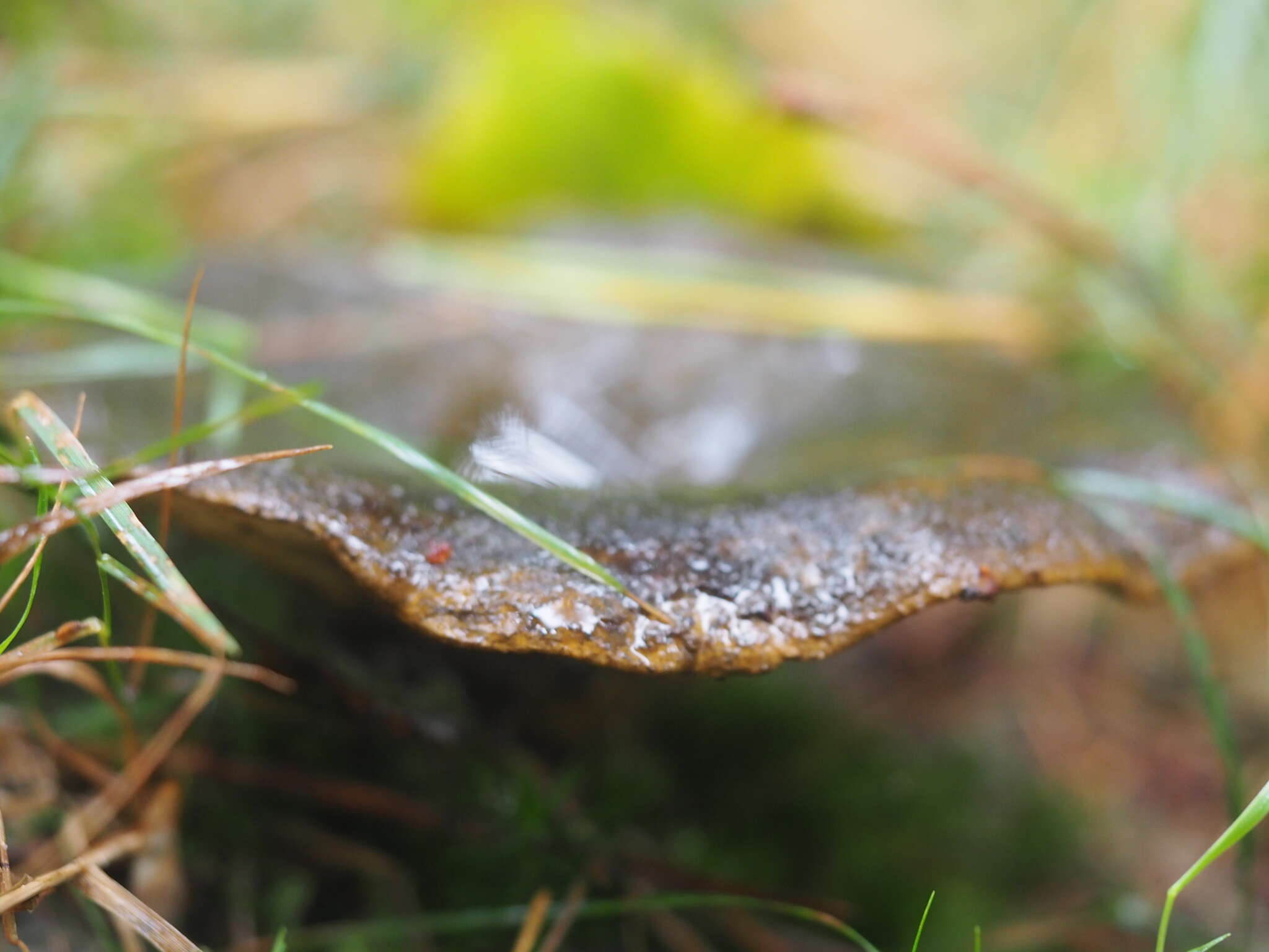 Image of Ugly Milk-cap