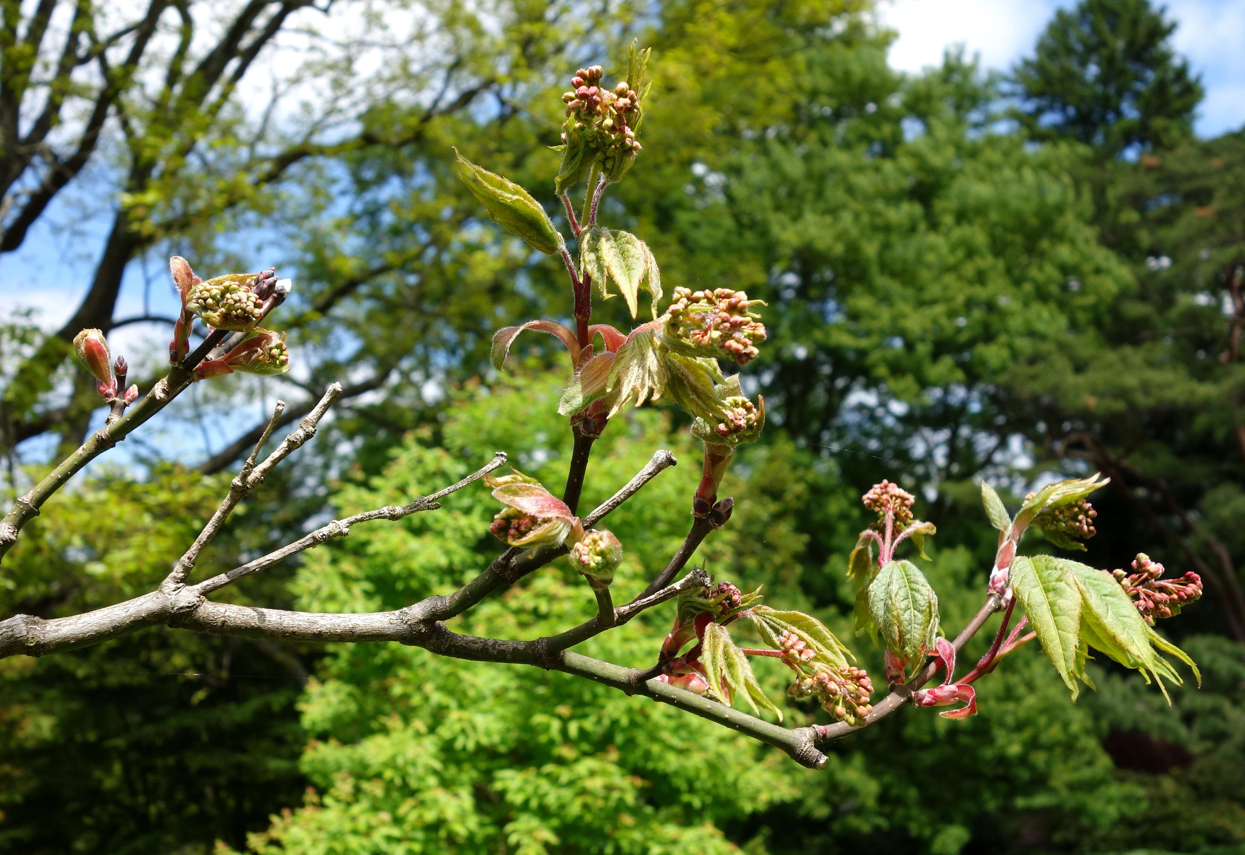 Imagem de Acer campbellii Hook. fil. & Thoms.