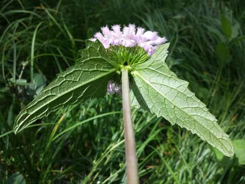 Image de Phlomoides tuberosa (L.) Moench