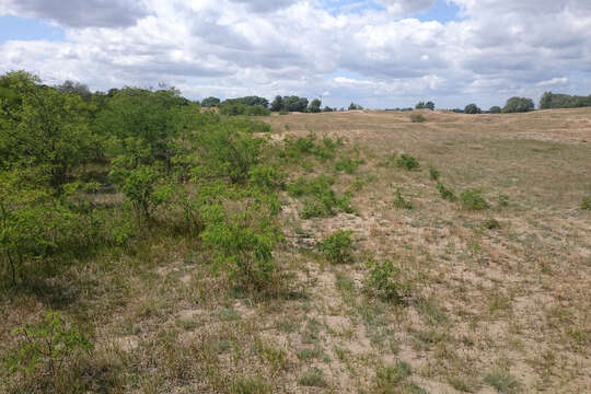 Image of black locust