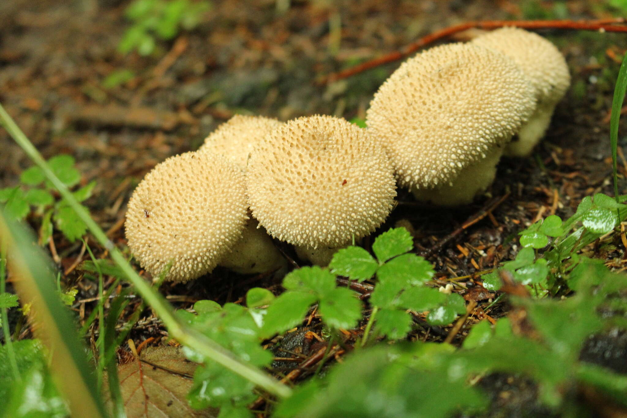 Imagem de Lycoperdon perlatum Pers. 1796