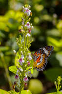 Cethosia hypsea Doubleday (1847) resmi