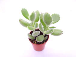 Image of Cotyledon tomentosa Harv.