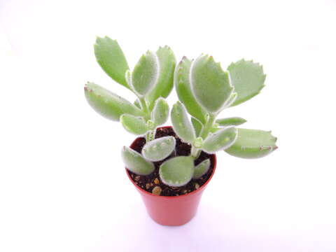 Image of Cotyledon tomentosa Harv.