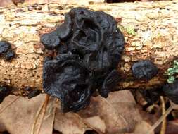 Image of Black Witches' Butter