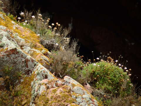 Image of Armeria berlengensis Daveau