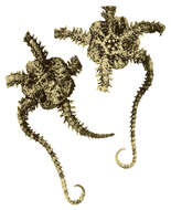 Image of Ophiactidae Matsumoto 1915