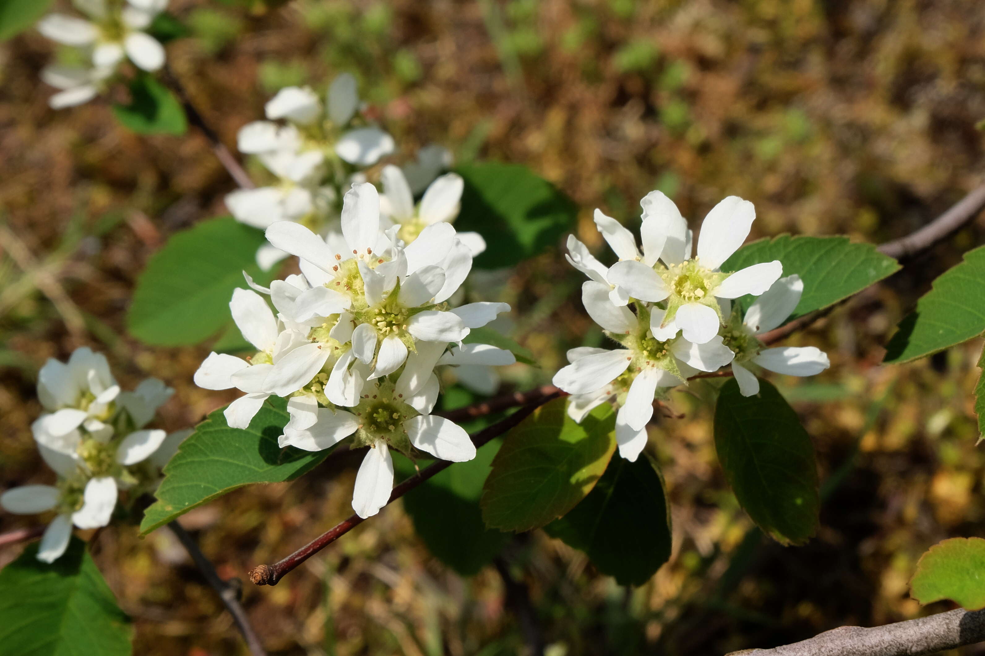 Слика од Amelanchier alnifolia (Nutt.) Nutt.