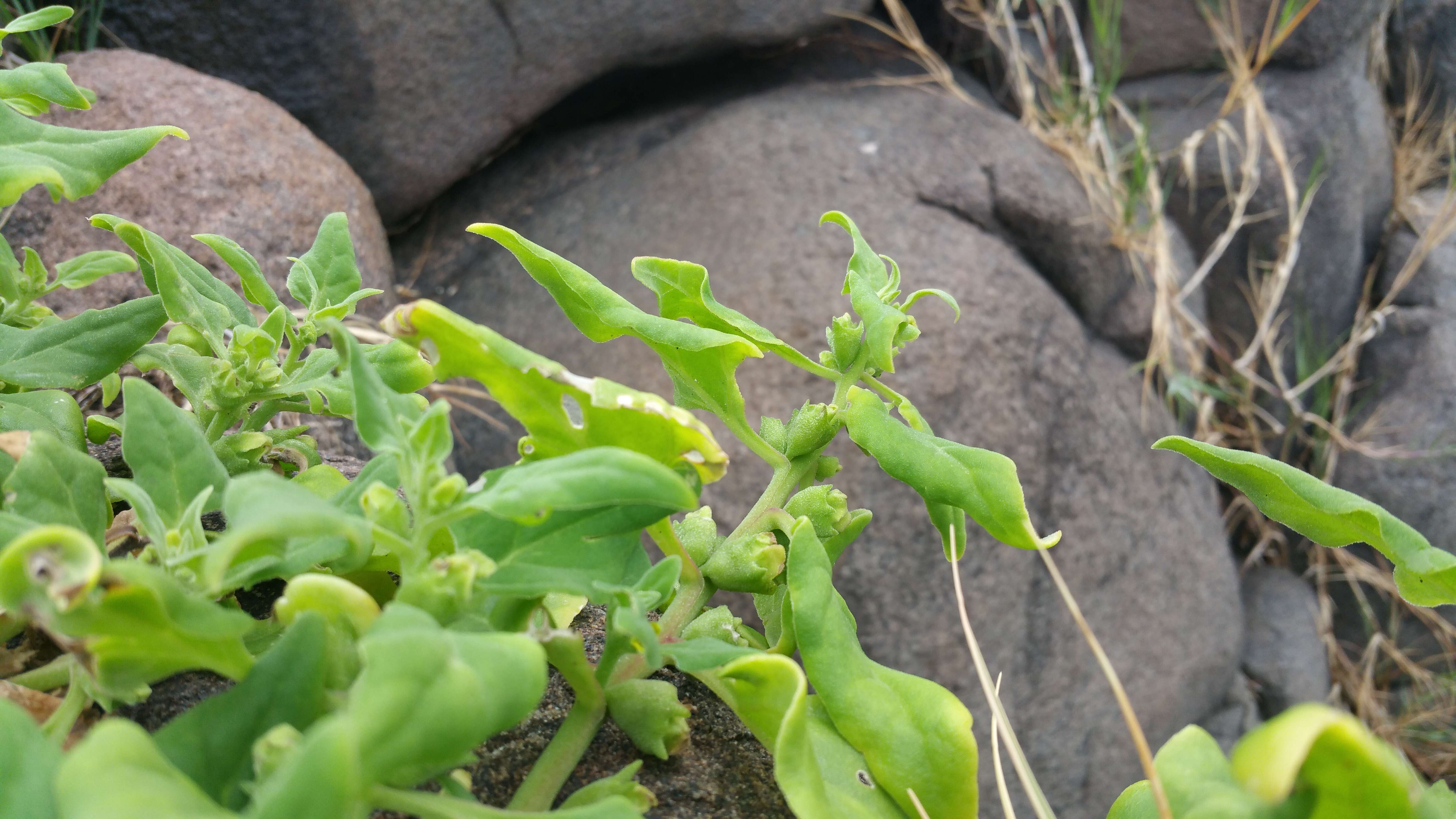 Image of New Zealand spinach