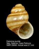 Image of Eatonina pumila (Monterosato 1884)