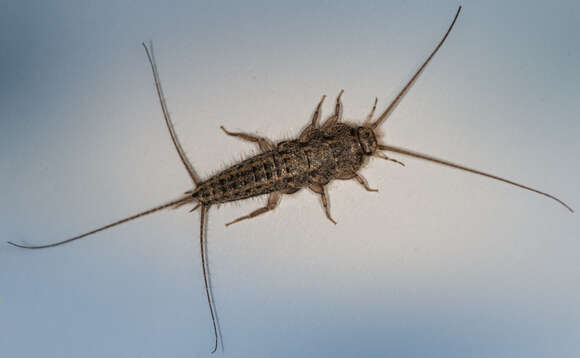 Image of Four-lined Silverfish