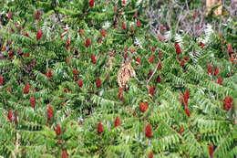 Image of staghorn sumac