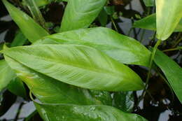 Image of Anubias