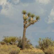 Слика од Yucca brevifolia Engelm.